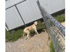 Adopt Icee a Labrador Retriever / Shepherd (Unknown Type) / Mixed dog in
