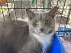 Adopt Faith a Domestic Shorthair / Mixed (short coat) cat in Darlington