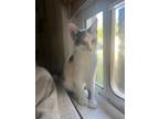 Adopt Cleo a Domestic Shorthair / Mixed (short coat) cat in Darlington