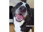 Adopt Mikasa a Pointer / Border Collie / Mixed dog in El Dorado, AR (34186935)
