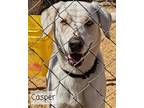 Adopt Casper a Labrador Retriever / Catahoula Leopard Dog / Mixed dog in El
