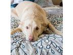 Adopt Booker a Tan/Yellow/Fawn Shepherd (Unknown Type) / Labrador Retriever /
