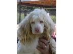 Adopt Meg a White - with Brown or Chocolate Cocker Spaniel / Cockapoo / Mixed