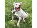 Adopt Vivian a White Pit Bull Terrier / Mixed dog in Somerset, KY (38952225)