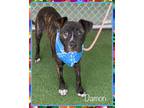 Adopt DAMON a Brindle - with White Boxer / Mixed dog in Marietta, GA (38950830)