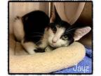 Adopt JAYZ a Black & White or Tuxedo Domestic Shorthair (short coat) cat in