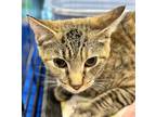 Adopt Hope a Tiger Striped Domestic Shorthair (short coat) cat in Salt Lake