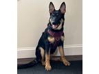 Adopt Sasha (in CT) a Tricolor (Tan/Brown & Black & White) German Shepherd Dog /