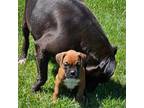 Boxer Puppy for sale in Whitelaw, WI, USA
