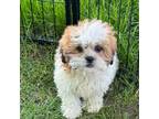 Zuchon Puppy for sale in Viroqua, WI, USA
