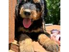 Golden Mountain Dog Puppy for sale in Osage City, KS, USA