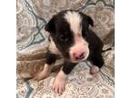 Border Collie Puppy for sale in Core, WV, USA