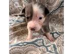 Border Collie Puppy for sale in Core, WV, USA