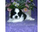 Shih Tzu Puppy for sale in Mount Pleasant, IA, USA