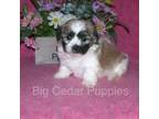 Zuchon Puppy for sale in Mount Pleasant, IA, USA