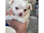 Chihuahua Puppy for sale in Laureldale, PA, USA