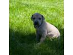 Great Dane Puppy for sale in Clackamas, OR, USA