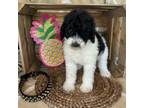 Wapoo Puppy for sale in Mineola, TX, USA