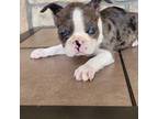 Boston Terrier Puppy for sale in Buffalo, MO, USA