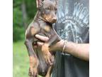 Doberman Pinscher Puppy for sale in Winchester, VA, USA