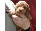 Poodle (Toy) Puppy for sale in Gettysburg, PA, USA
