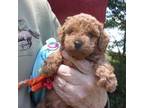 Poodle (Toy) Puppy for sale in Gettysburg, PA, USA