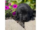 Labrador Retriever Puppy for sale in Quincy, MI, USA