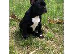 French Bulldog Puppy for sale in Beaver Dam, KY, USA