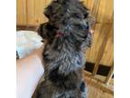 Mutt Puppy for sale in Adairsville, GA, USA
