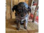 Mutt Puppy for sale in Adairsville, GA, USA