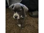American Pit Bull Terrier Puppy for sale in Rosenberg, TX, USA