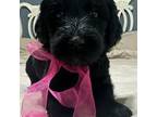 Labradoodle Puppy for sale in Decatur, TX, USA