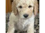 Labradoodle Puppy for sale in Decatur, TX, USA