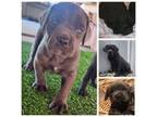 Cane Corso Puppy for sale in Redding, CA, USA