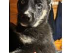 German Shepherd Dog Puppy for sale in Coventry, RI, USA