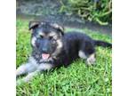 German Shepherd Dog Puppy for sale in West Union, SC, USA
