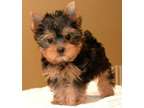 YYSD Teacup Yorkshire Terrier Puppies