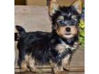 GGSF Teacup Yorkshire Terrier Puppies