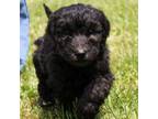 Mutt Puppy for sale in Clayton, WA, USA