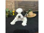 Shih Tzu Puppy for sale in Buda, TX, USA