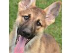 German Shepherd Dog Puppy for sale in Abilene, TX, USA