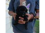 Poodle (Toy) Puppy for sale in Belleville, IL, USA