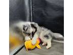 Shetland Sheepdog Puppy for sale in Cullowhee, NC, USA