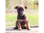Mutt Puppy for sale in Minneapolis, MN, USA