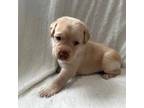 Labrador Retriever Puppy for sale in Graham, NC, USA