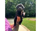 Labrador Retriever Puppy for sale in Graham, NC, USA
