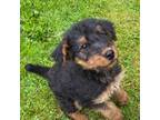Airedale Terrier Puppy for sale in Mount Vernon, OH, USA