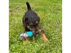 Airedale Terrier Puppy for sale in Mount Vernon, OH, USA