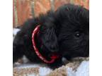 Mutt Puppy for sale in Grove Hill, AL, USA