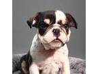 Bulldog Puppy for sale in Murfreesboro, TN, USA